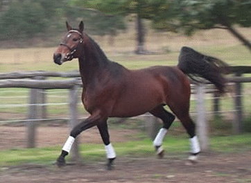 Belcam Caesar Trotting Belcam Caesar Trotting
