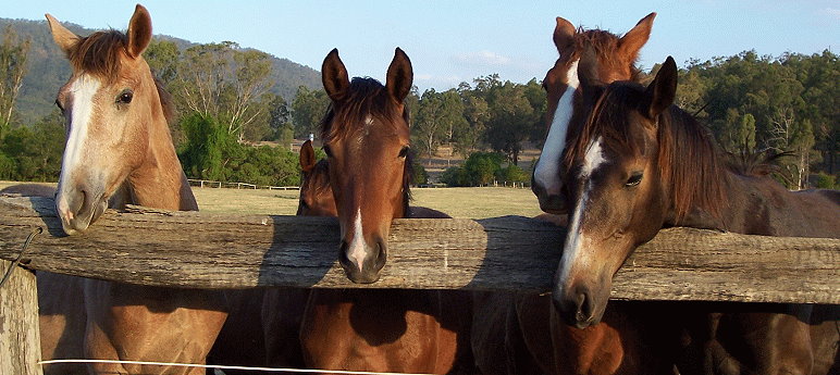 Belcam Horses