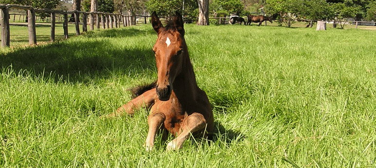 Belcam Foal